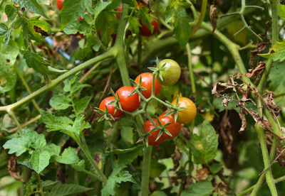 Close-up of cherries on plant