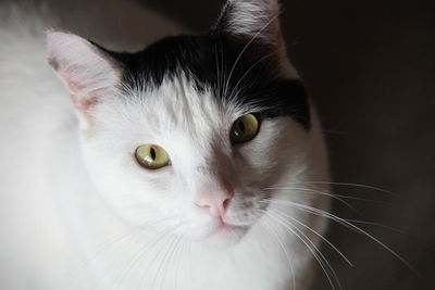 Close-up portrait of cat