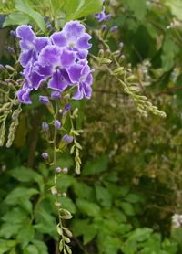 Close-up of purple flowers