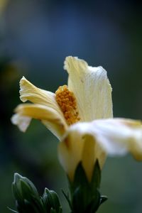 Close-up of fresh yellow flowering plant