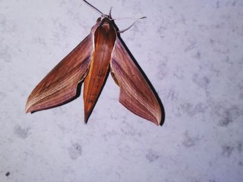 Close-up of butterfly