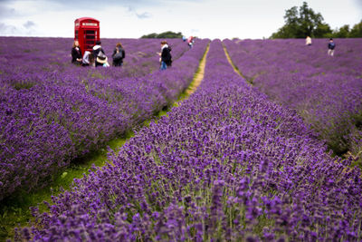 Purple flowers on field