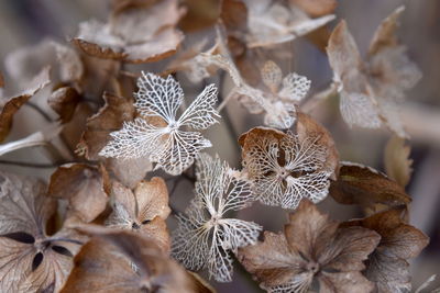 Close-up of flowers