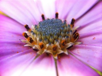 Close-up of butterfly on flower