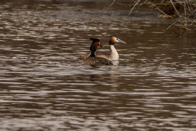 Birds swimming in lake