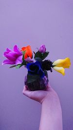 Close-up of hand holding purple flowering plant