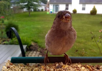 Close-up of bird