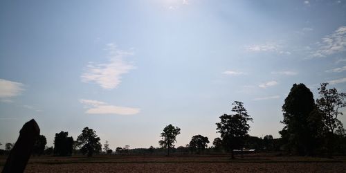 Trees on field against sky