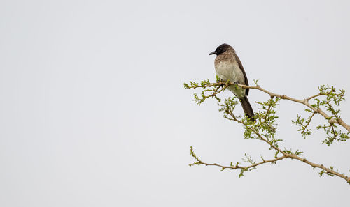 Low angle view of bird perching on tree against clear sky