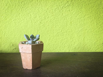 Close-up of potted plant on table against wall