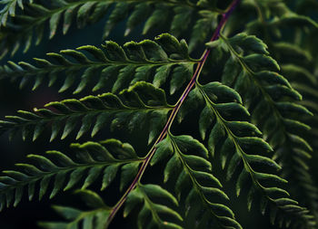 Full frame shot of green leaf against background