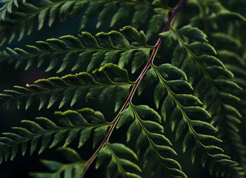 Close-up of fresh green leaves