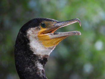 Close-up of a bird looking away