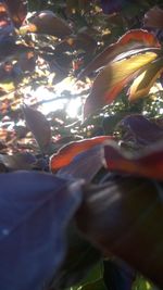 Close-up of flower tree