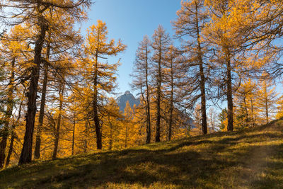 Trees in forest during autumn