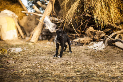Close-up of dog black dog against damaged building