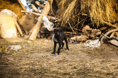 Close-up of black dog on field