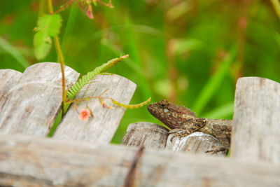 Close-up of lizard on wood