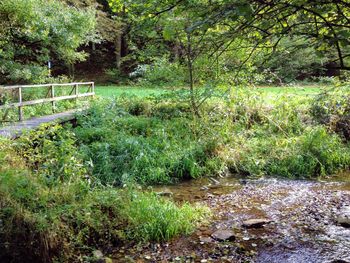 Scenic view of stream in forest