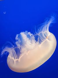 Close-up of jellyfish swimming in sea