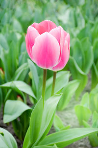 Close-up of pink tulip