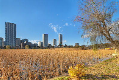 Dried lotus flowers in the pond of the kaneiji temple with a weeping willow tree in ueno.