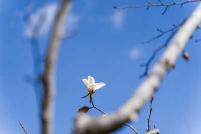 Low angle view of white flowering plant against blue sky