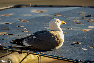 Close-up of seagull perching