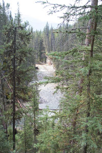 Scenic view of forest against sky