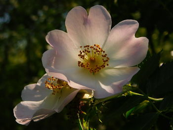 Close-up of white flowers blooming outdoors