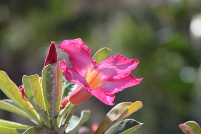 Close-up of pink flowering plant