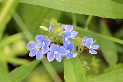 Close-up of purple flowering plant