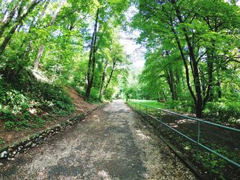 Walkway amidst trees in forest