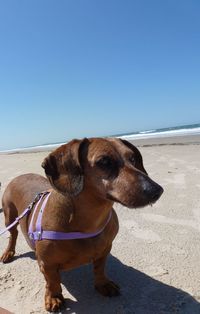 Dog on beach against clear blue sky