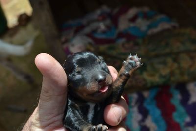 Cropped hand holding black puppy on sunny day