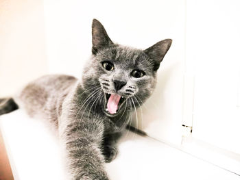 Close-up portrait of a cat