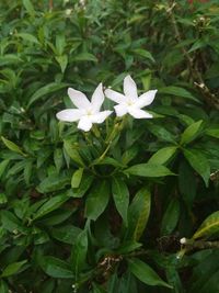 Close-up of white flowering plants