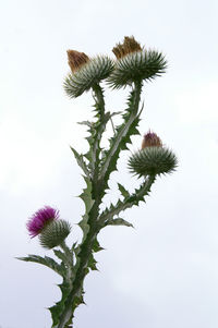 Low angle view of flowering plant against sky