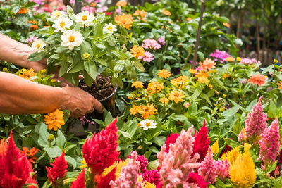 Cropped image of person holding flowering plants