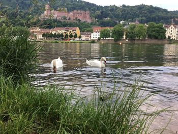 Swans on lake against plants