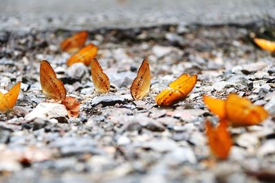 Close-up of butterflies on ground