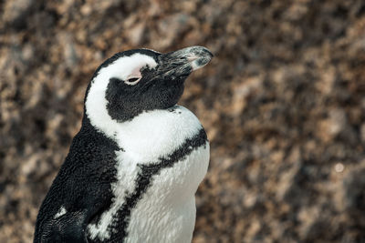 Close-up of a bird looking away