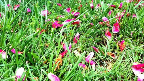 Pink flowers blooming on field