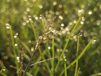 Close-up of wet plant during rainy season