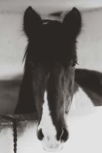 Close-up portrait of a horse