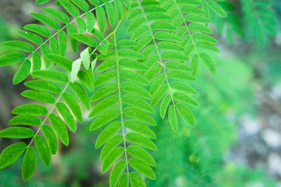 Close-up of fresh green leaves