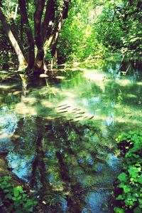 Reflection of trees in water