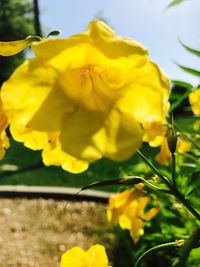 Close-up of yellow flowers blooming outdoors