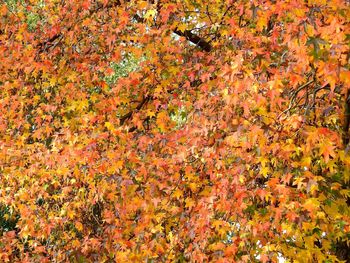 High angle view of maple leaves on tree