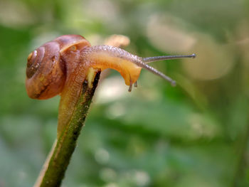 Close-up of mushroom